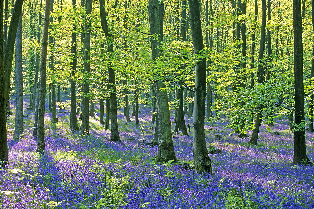 Bluebell wood (Hyacinthoides non-scripta), Forest of Dean, UK