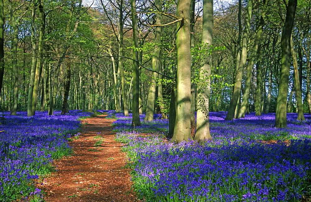 Beech woodland (Fagus sylvatica) and bluebells (Hyacinthoides non-scripta), Oxfordshire, UK