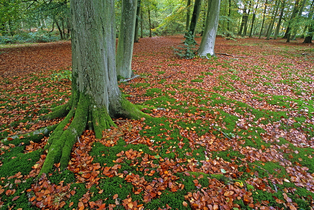 Autumn leaves in beech woodland (Fagus sylvatica), UK