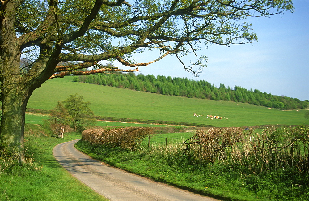 Country lane in spring, Oxfordshire, UK