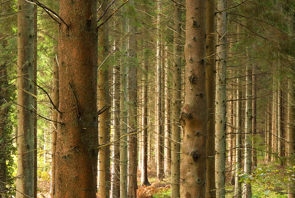 Tree trunks in commercial Pine plantation, UK