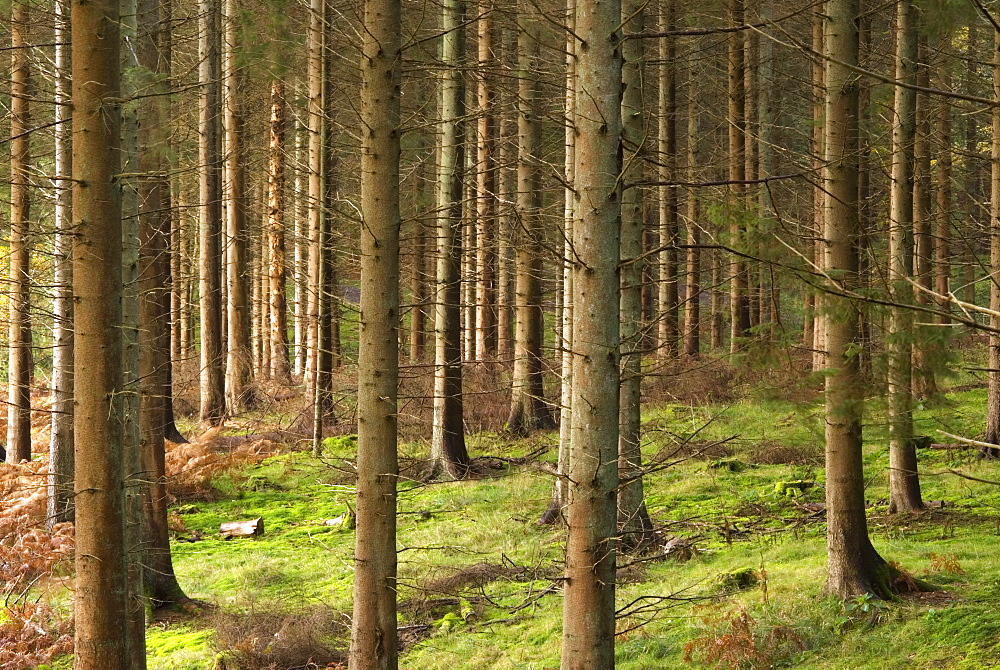 Tree trunks in commercial Pine plantation, UK