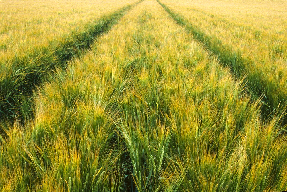 Barley field, UK