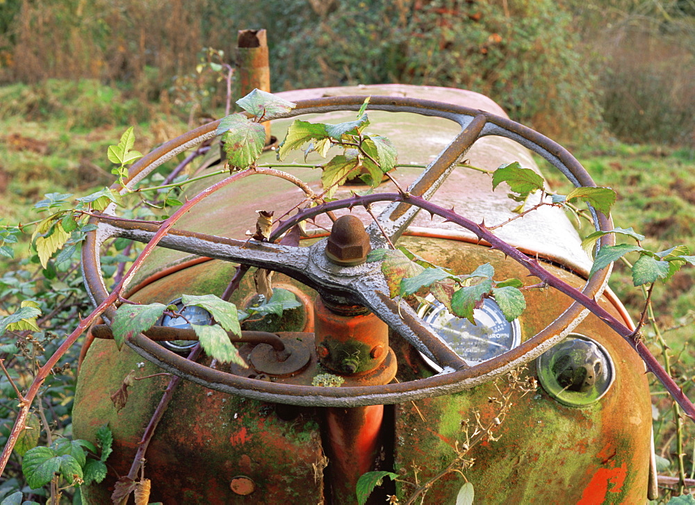 Abstract of disused tractor steering wheel with brambles, UK