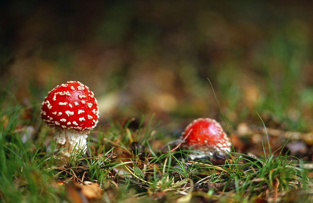 Poisonous Fly agaric (Amanita muscaria) toadstool, UK