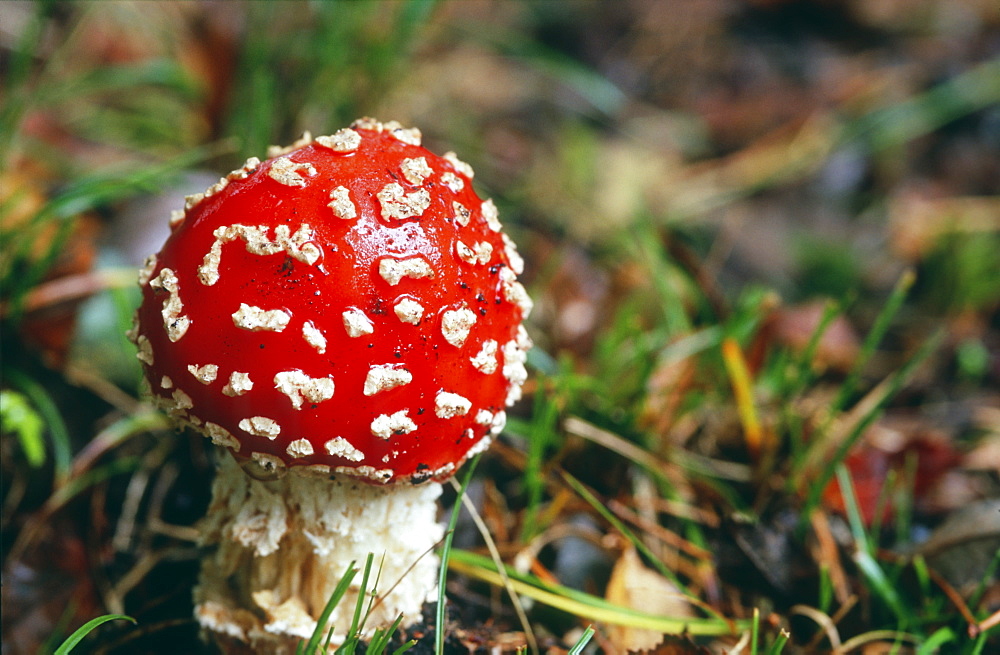 Poisonous Fly agaric (Amanita muscaria) toadstool, UK