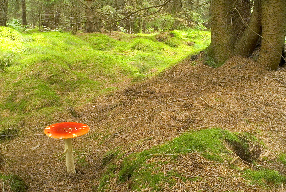 Fly agaric (Amanita muscaria), UK