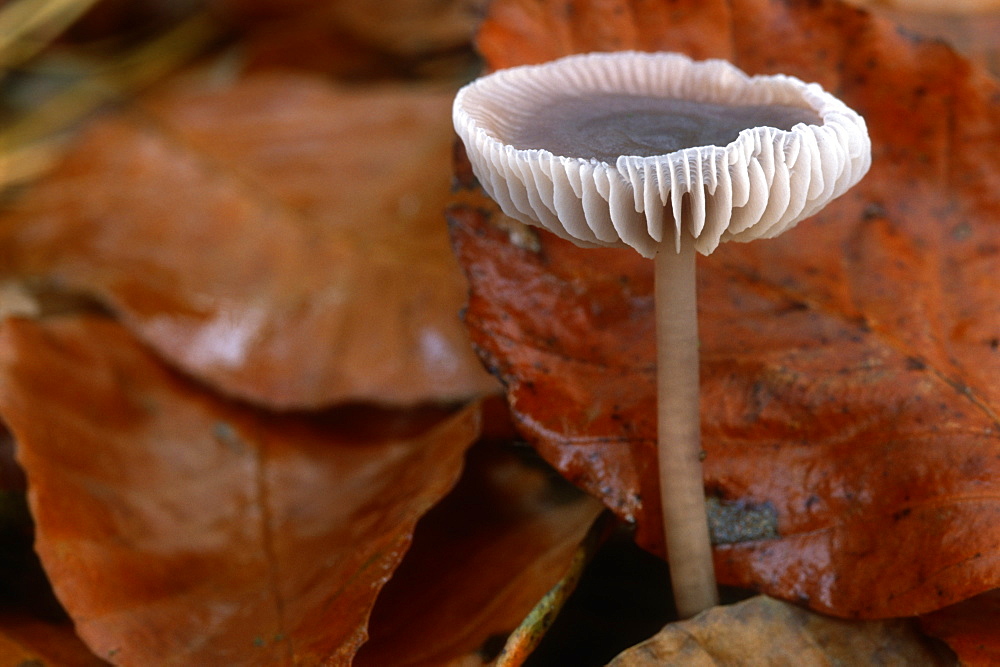 Lilac mycena (Mycena pura) in beech leaves, UK