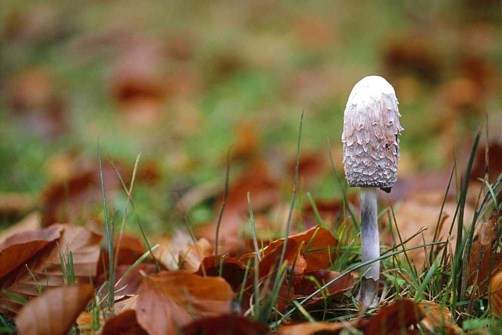 Shaggy ink cap (Coprinus comatus), UK