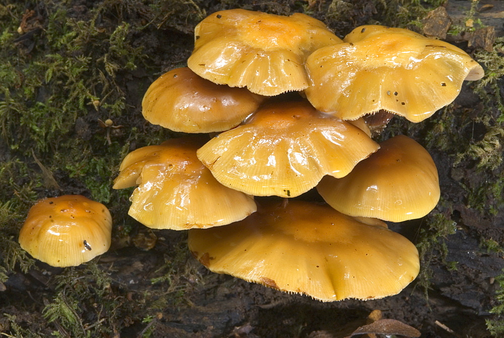 Cluster of Velvet toughshank (Kuehneromyces mutabilis) fungi, UK