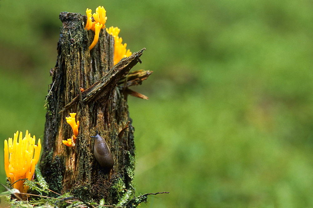 Jelly Antler aka. Stags-horn Fungus (Calocera viscosa), UK