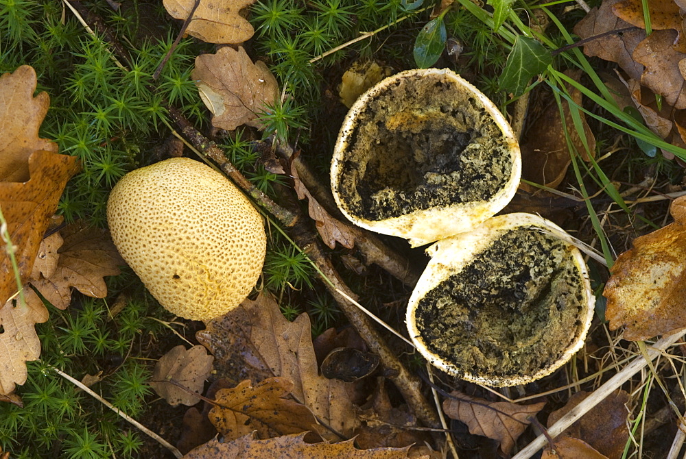 Common puffball (Lycoperdon perlatum) cut in half to reveal black spores, UK