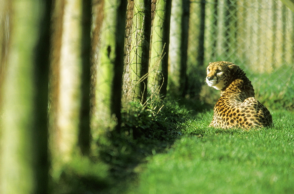 Captive Cheetah (Acinonyx jubatus) looking through enclosure fence, UK