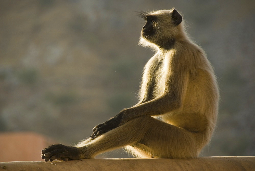 Hanuman langur (Semnopithecus entellus) sitting on wall, Amber Fort, Rajasthan, India