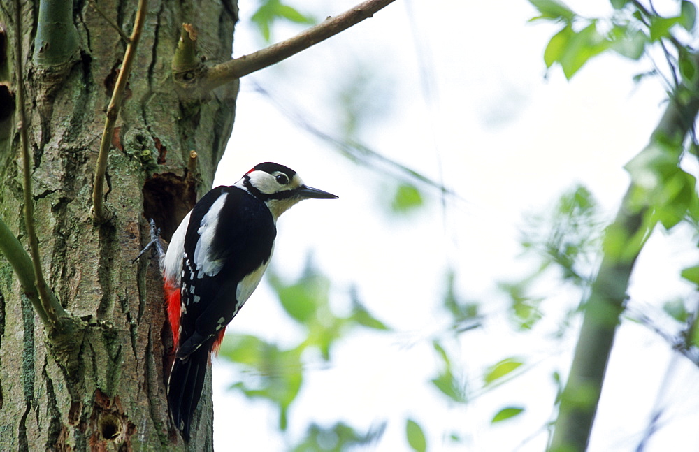 Great spotted woodpecker (Dendrocopos major) at nest hole, UK