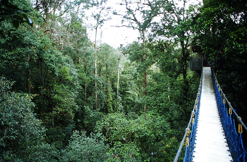 Aerial canopy walkway, Gunung Halimun National Park, West Java, Indonesia