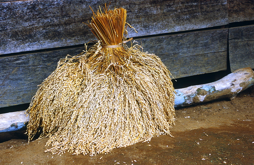 Harvested rice bundle, West Java, Indonesia