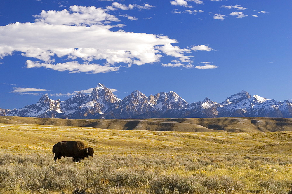 American bison (Bison bison) grazing in front of Grand Teton mountain range, Wyoming, USA