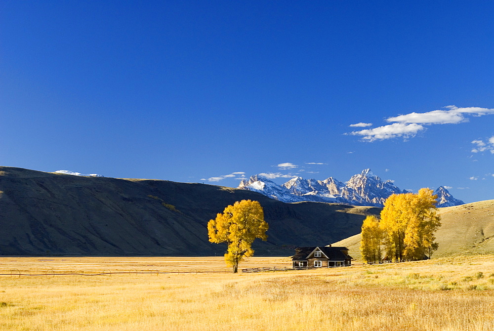 Farmstead and Cottonwood trees beneath Grand Teton mountain range, Wyoming, USA