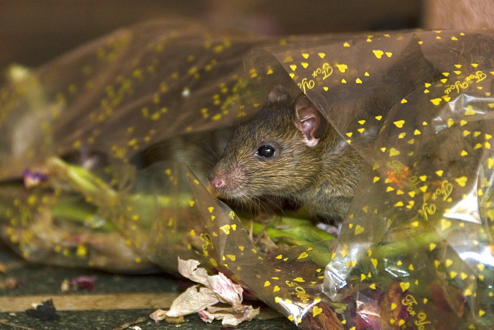 Brown rat (Rattus norvegicus) at the Karni Mata temple at Deshnok, Rajasthan, India