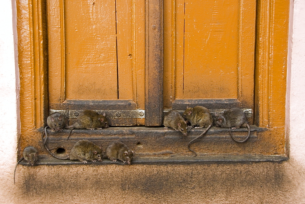 Brown rats (Rattus norvegicus) at the Karni Mata temple at Deshnok, Rajasthan, India