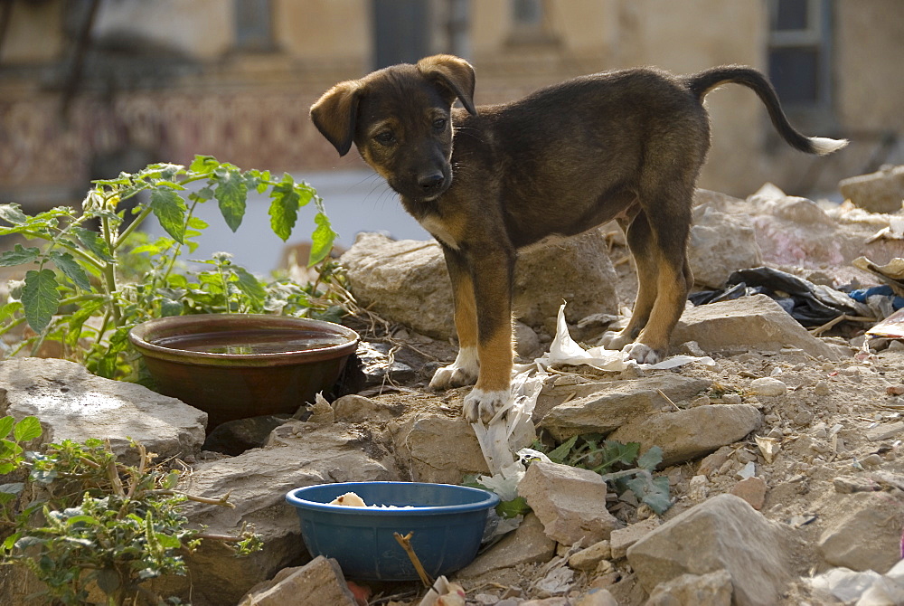 Street dog puppy on rubbish dump, Udaipur, Rajasthan, India. Interestingly, both food and water were available to this family.