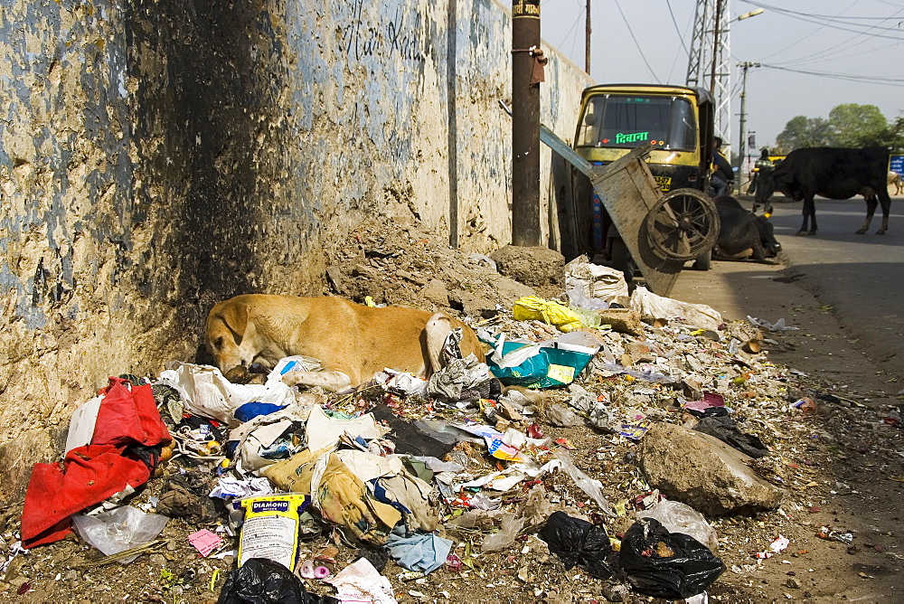 Street dog sitting in rubbish eating a bone, Udaipur, Rajasthan, India