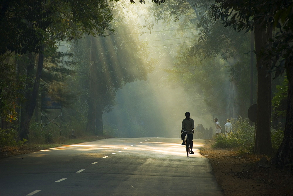 Man cycling down road through early morning sunbeams, Goa, India