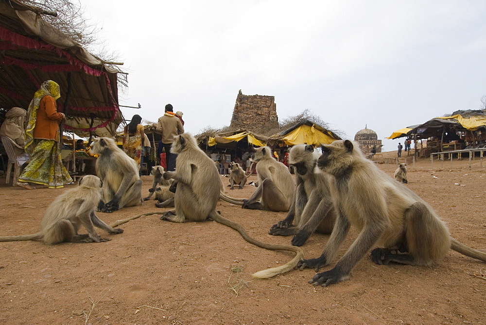 Hanuman langurs (Semnopithecus entellus) waiting outside the temple of Lord Ganesha for food, Ranthambhore Fort, Rajasthan, India