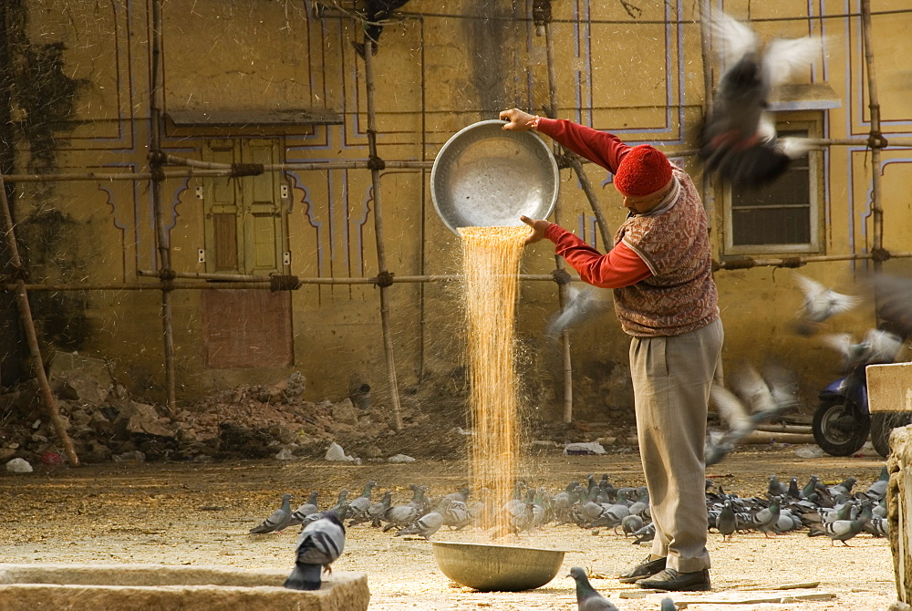 Man feeding pigeons (Columba livia), Jaipur, Rajasthan, India