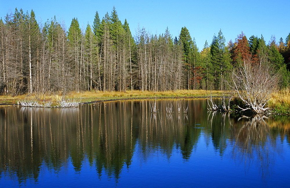 Mountain pine trees reflected in small pond, Grand Teton National Park, Wyoming, USA