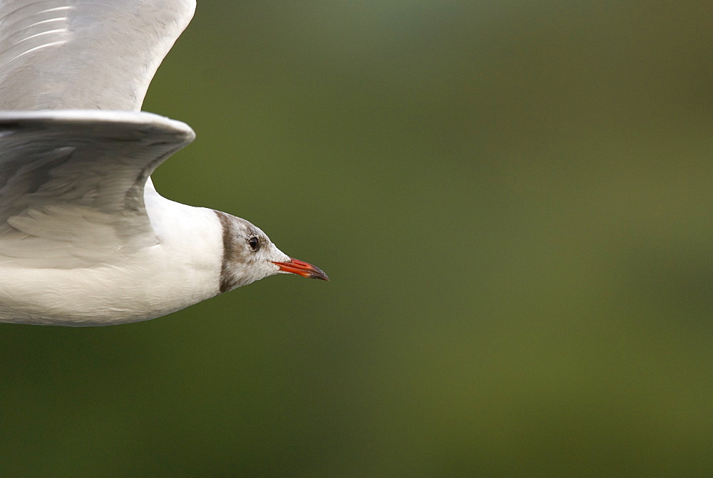 Juvenile Black-headed gull (Larus ridibundus) in flight, UK