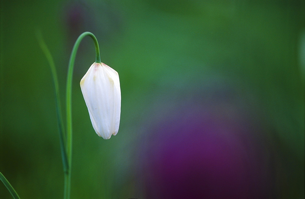 Snake's head fritillary (Fritillaria meleagris), UK