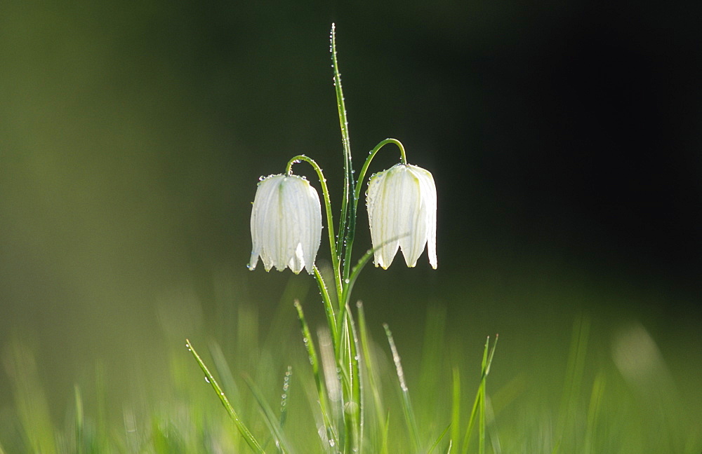 Snake's head fritillary (Frillaria meleagris), UK