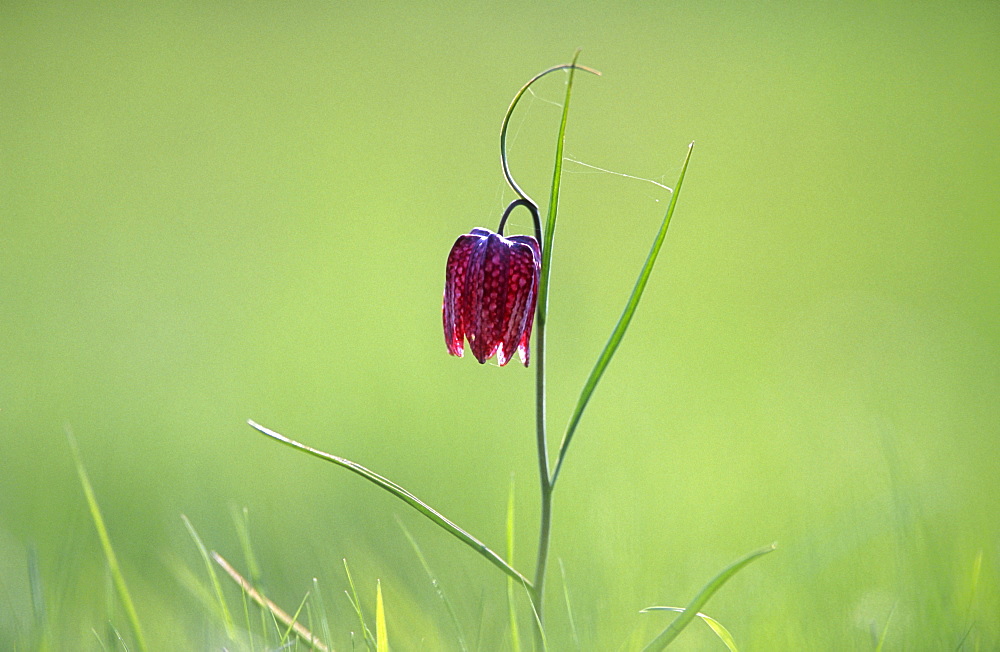 Snake's head fritillary (Fritillaria meleagris) flower, UK.