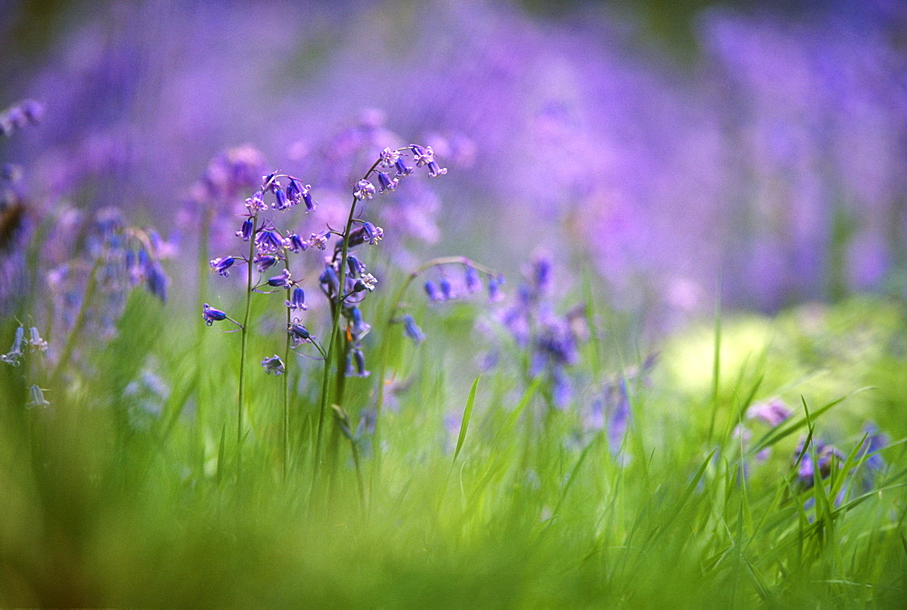 Bluebells (Hyacithoides non-scripta), UK