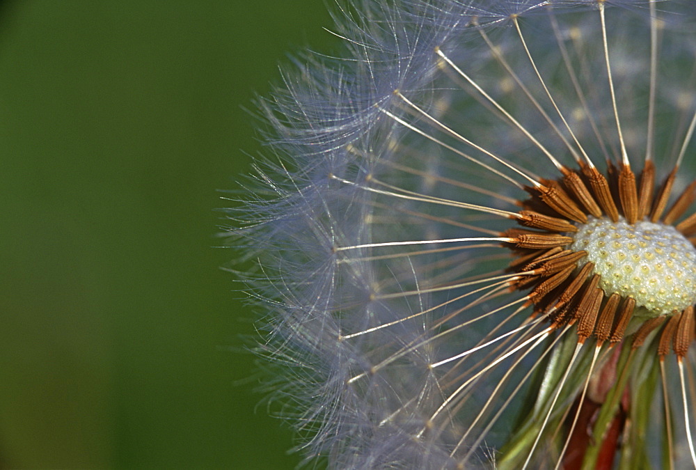 Dandelion (Taraxacum sp.), UK