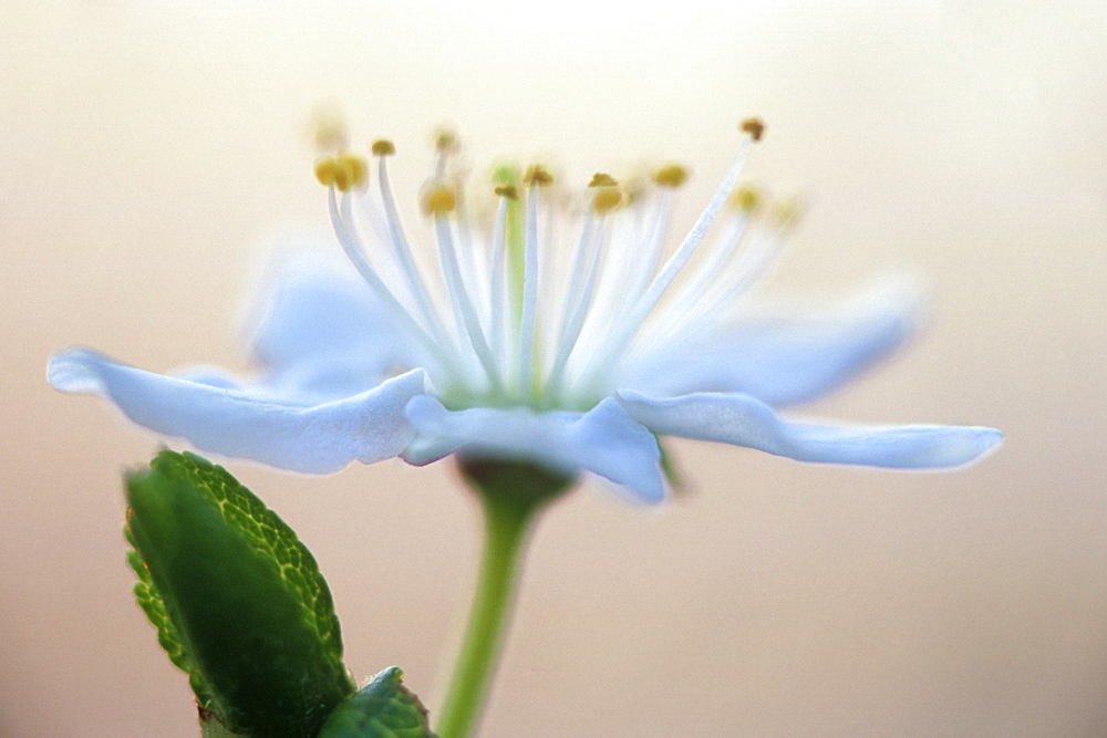 Wood anemone (Anemone nemorosa), UK