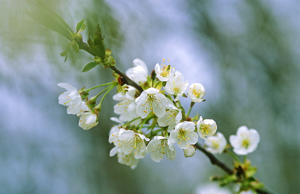 Wild cherry (Prunus avium) blossom, UK