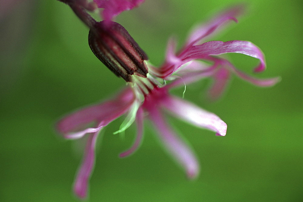 Ragged robin (Lychnis flos-cuculi) flower, UK