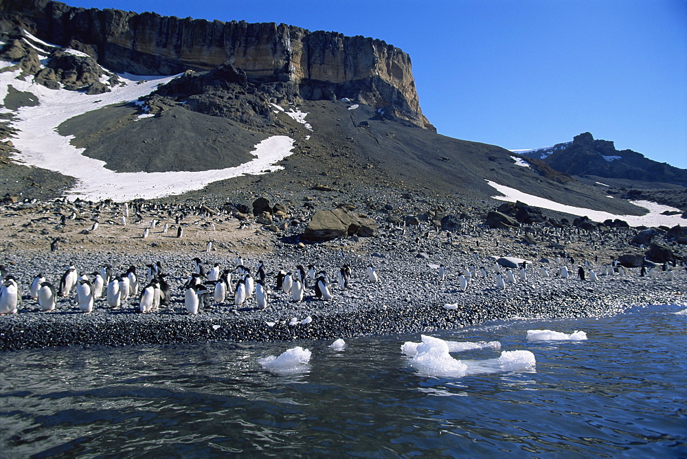 Adelie penguins (Pygoscelis adeliae) on land, Brown Bluff, Antarctica, Southern Ocean