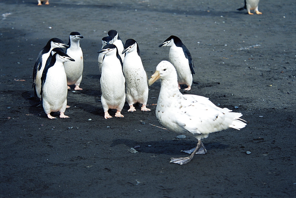 Southern giant petrel (Macronectes giganteus) white morph, and chinstrap penguins (Pygocelis antarctica), NB: penguins standing their ground against the petrel, antarctica, Southern Oceanl