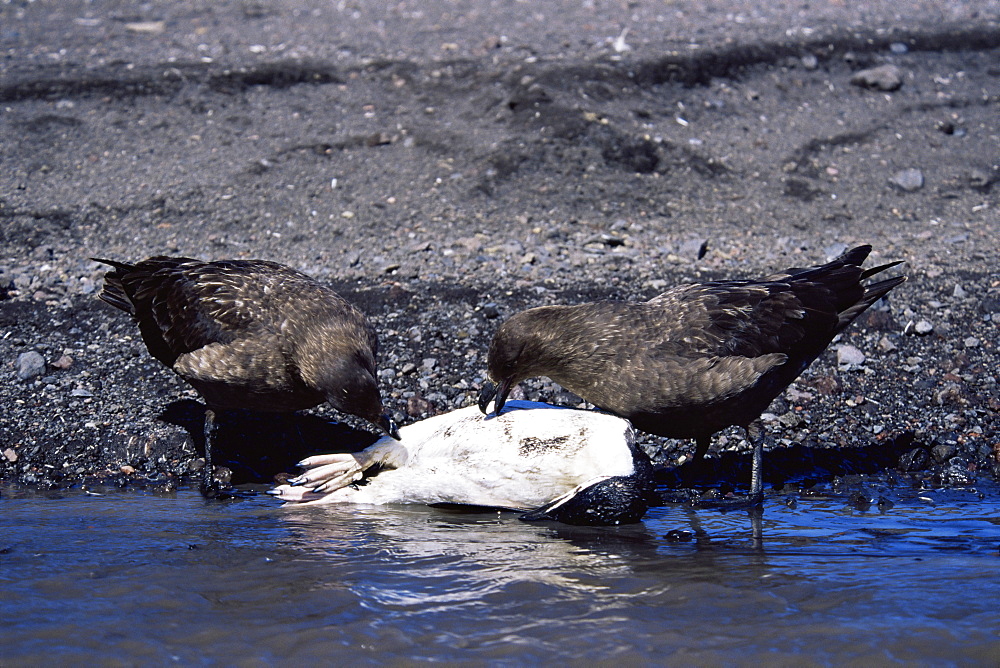 Pair of Skua's (Catharacta sp.) attacking and killing chinstrap penguin, Deception Island, Antarctica, Southern Ocean.