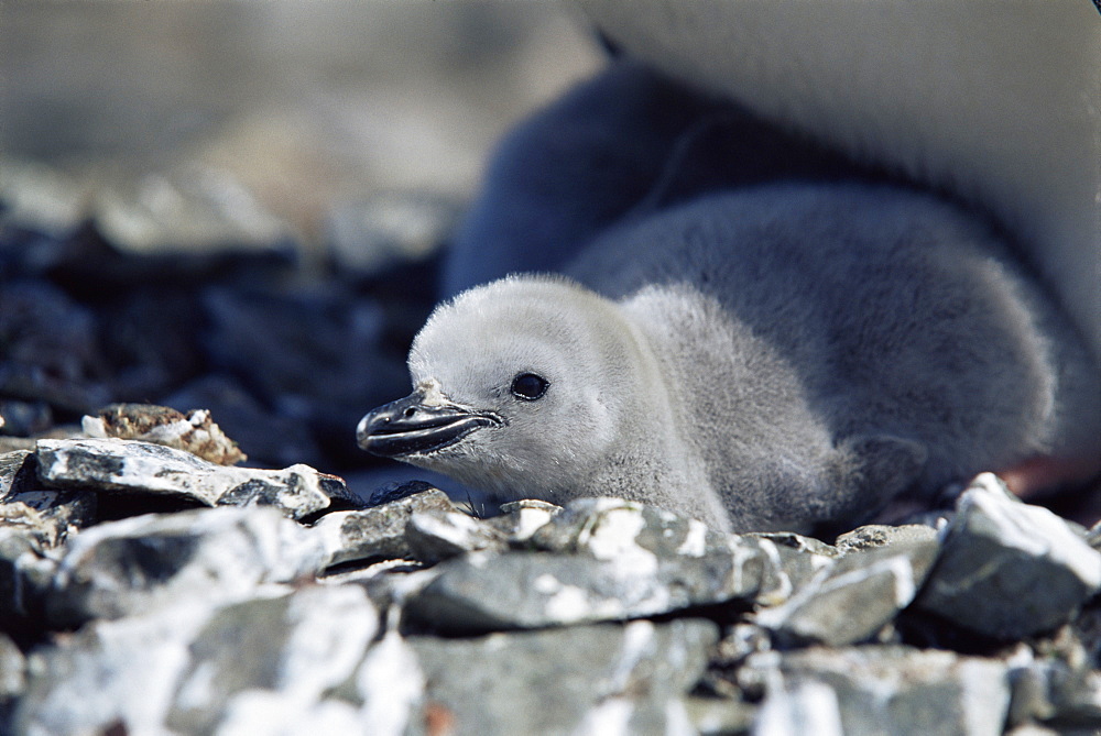 Chinstrap penguin (Pygoscelis antarctica) chick, Hannah Point, Antarctica, Southern Ocean.