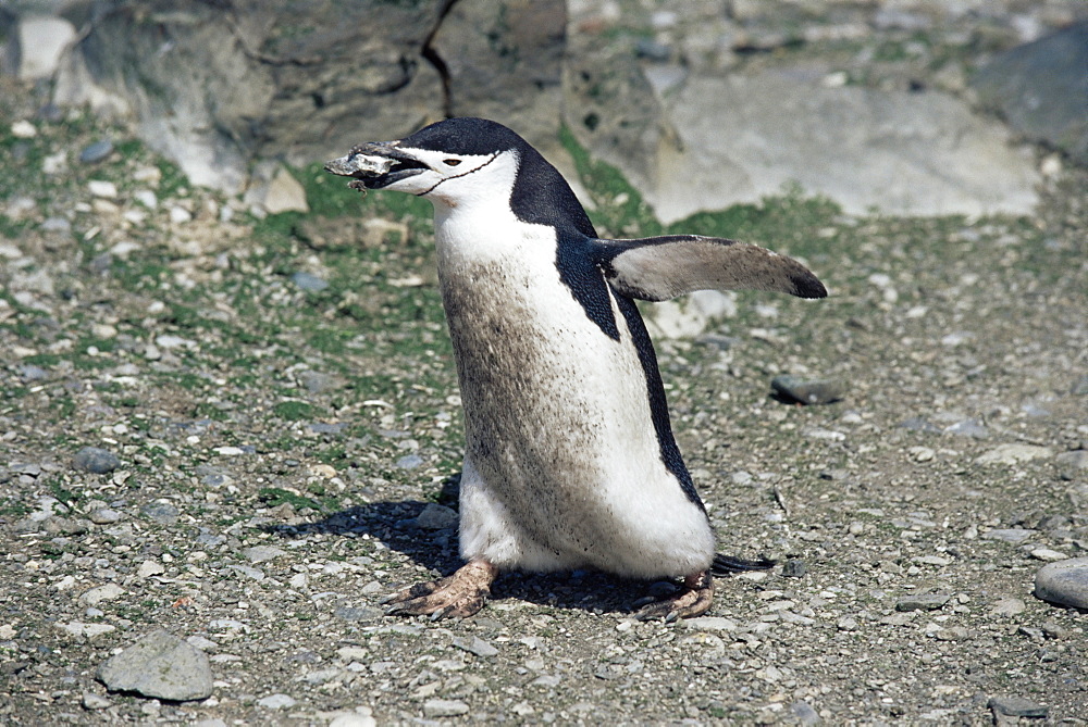 Chinstrap penguin (Pygoscelis antarctica) carrying pebble for nesting, Deception Island, Antarctica, Southern Ocean.
