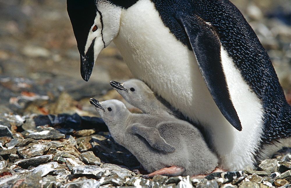 Adult Chinstrap penguin (Pygoscelis antarctica) with chicks. Hannah point, Antartica, Southern Ocean.