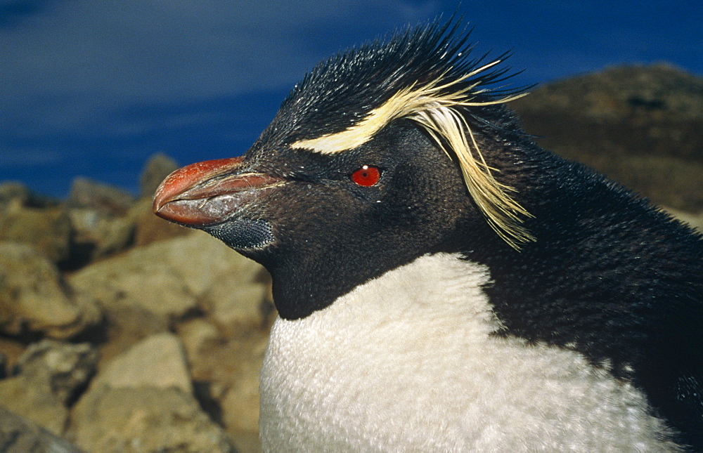 Rockhopper Penguin. Falkland Islands, Southern Ocean.