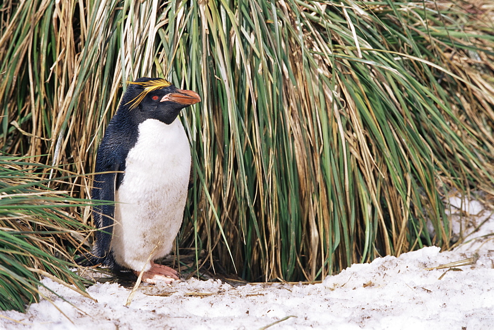 Macaroni penguins (Eudyptes chrysolophus) Nesting amoungst tussock and snow, South Georgia Island, Antarctica, Southern Ocean.