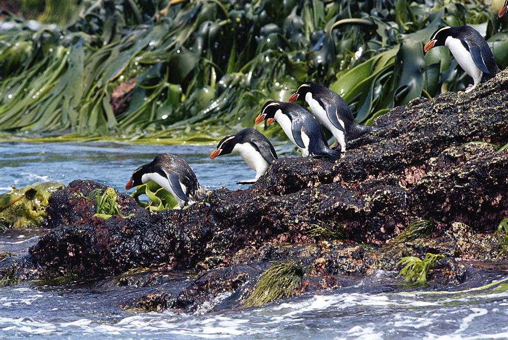 Snares creasted penguins (Eudyptes robustus) Penguins entering the water, Snares Island, New Zealand, Southern Ocean.