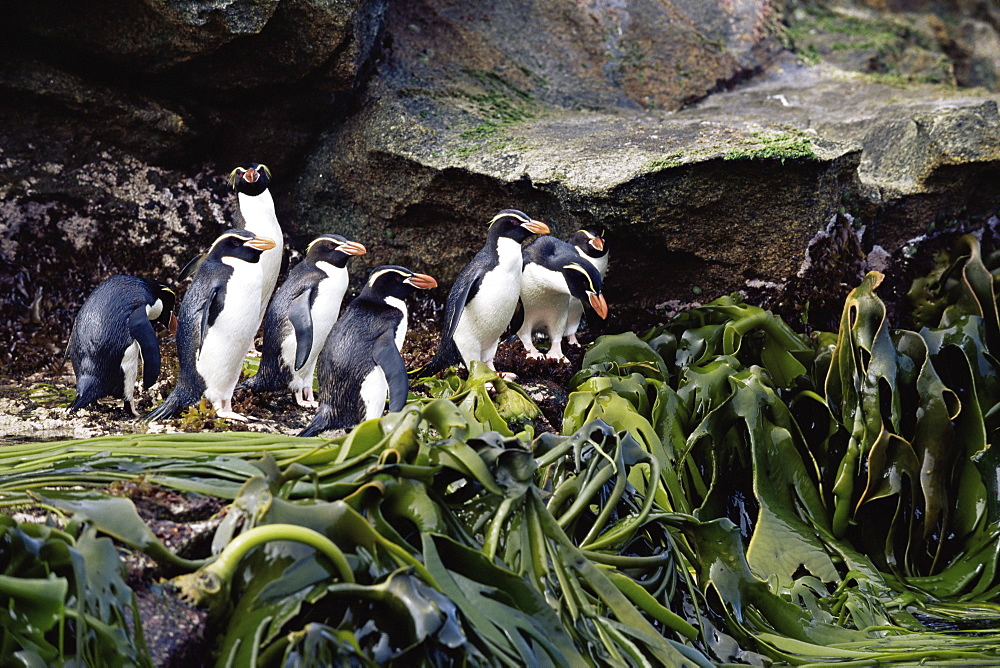 Snares creasted penguins (Eudyptes robustus) on kelp (Durvilla antarctica), Snares Island, New Zealand, Southern Ocean.